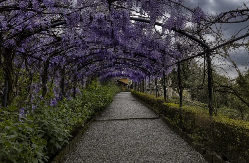 Wisteria tunnel pathway inside Giardino Bardini in Florence under an overcast sky with purple flowers covering the pergola