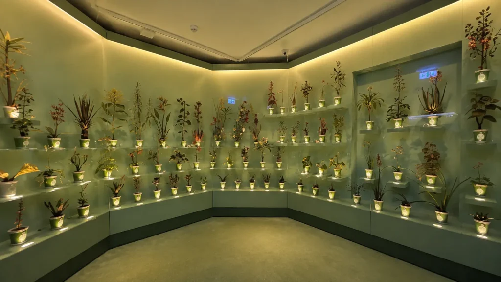 Botanical wax models inside La Specola Museum in Florence featuring realistic scientific plant displays