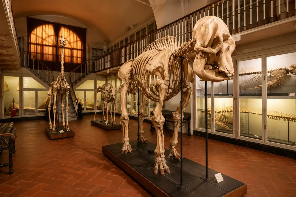 Giant elephant skeleton inside the Salone degli Scheletri at La Specola Museum in Florence