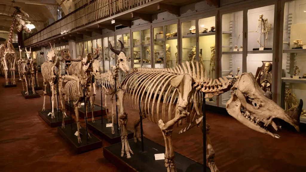 Animal skeletons inside the Salone degli Scheletri at La Specola Museum in Florence
