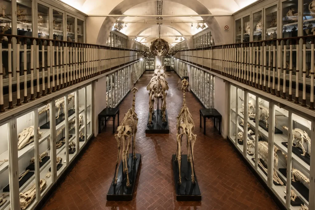 The Skeleton Hall at La Specola Museum in Florence featuring historic animal skeletons and anatomical collections